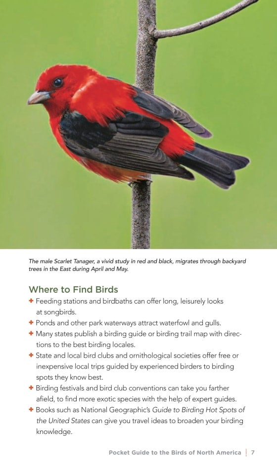 National Geographic Pocket Guide to the Birds of North America | St ...